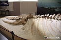 VBS_9126 - Museo Paleontologico - Asti
